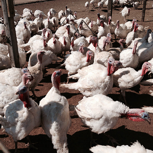 Turkey Farm Photo