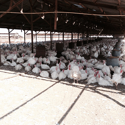 Turkey Farm Photo